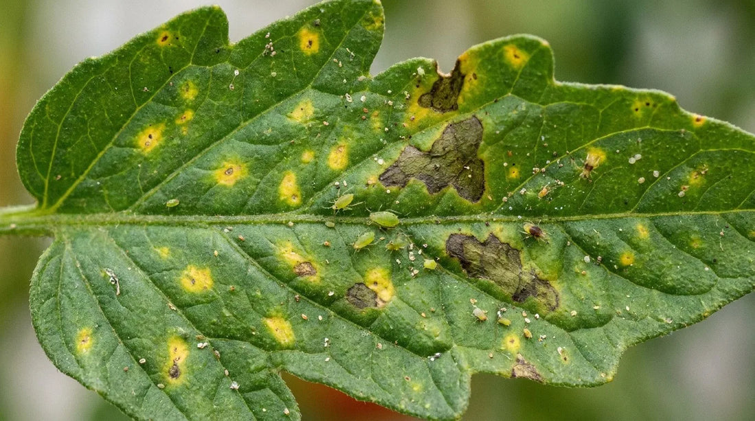 Tomato leaves with yellow spots close-up