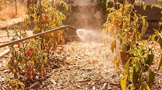 Garden watering with copper spray wand in summer heat with mulch visible
