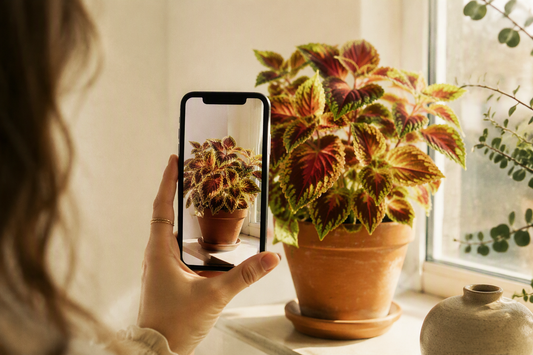 How to Photograph Your Plants: Simple Tips for Shots Worth Keeping