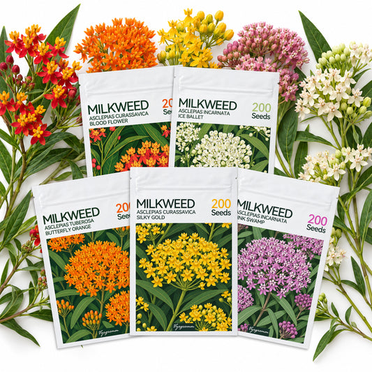 Vyrgromm Milkweed Seeds for Planting Monarch Butterfly Garden — 5 Variety Pack (1,000 Heirloom Seeds)