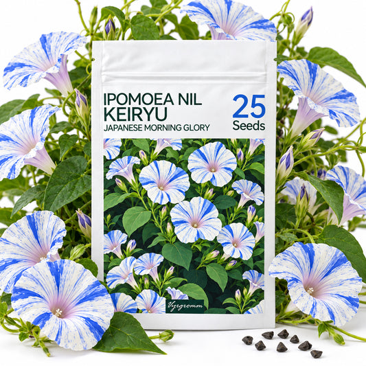 Vyrgromm Blue Striped Morning Glory Climbing Flower Seeds — Japanese Asagao Trellis Vine (2-Pack)