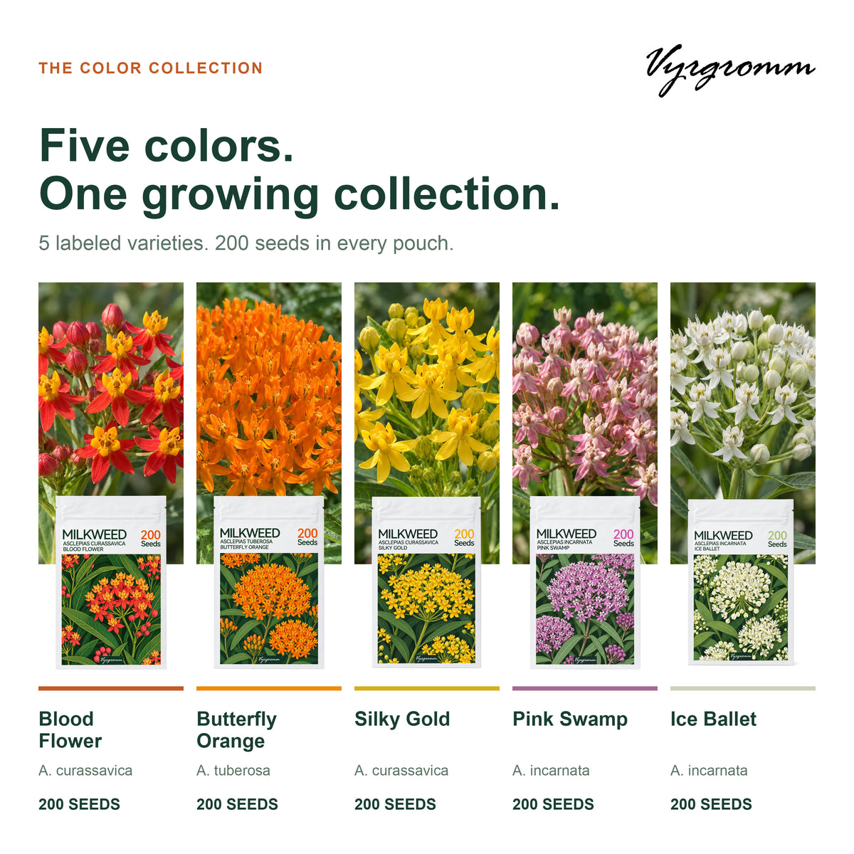 Vyrgromm Milkweed Seeds for Planting Monarch Butterfly Garden — 5 Variety Pack (1,000 Heirloom Seeds)