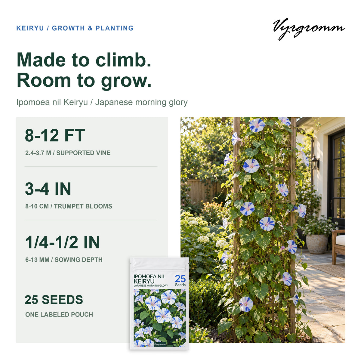 Vyrgromm Blue Striped Morning Glory Climbing Flower Seeds — Japanese Asagao Trellis Vine (2-Pack)