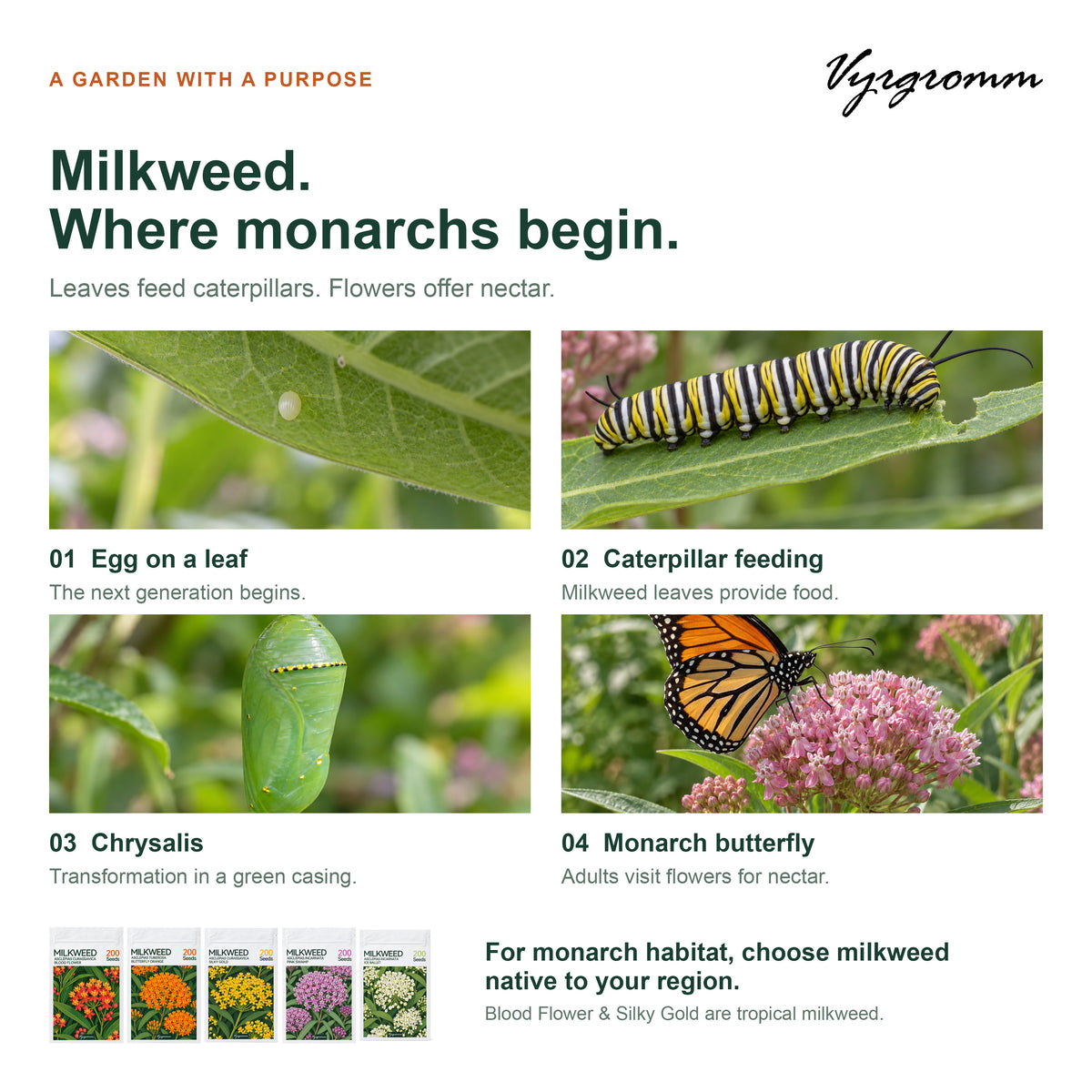 Vyrgromm Milkweed Seeds for Planting Monarch Butterfly Garden — 5 Variety Pack (1,000 Heirloom Seeds)