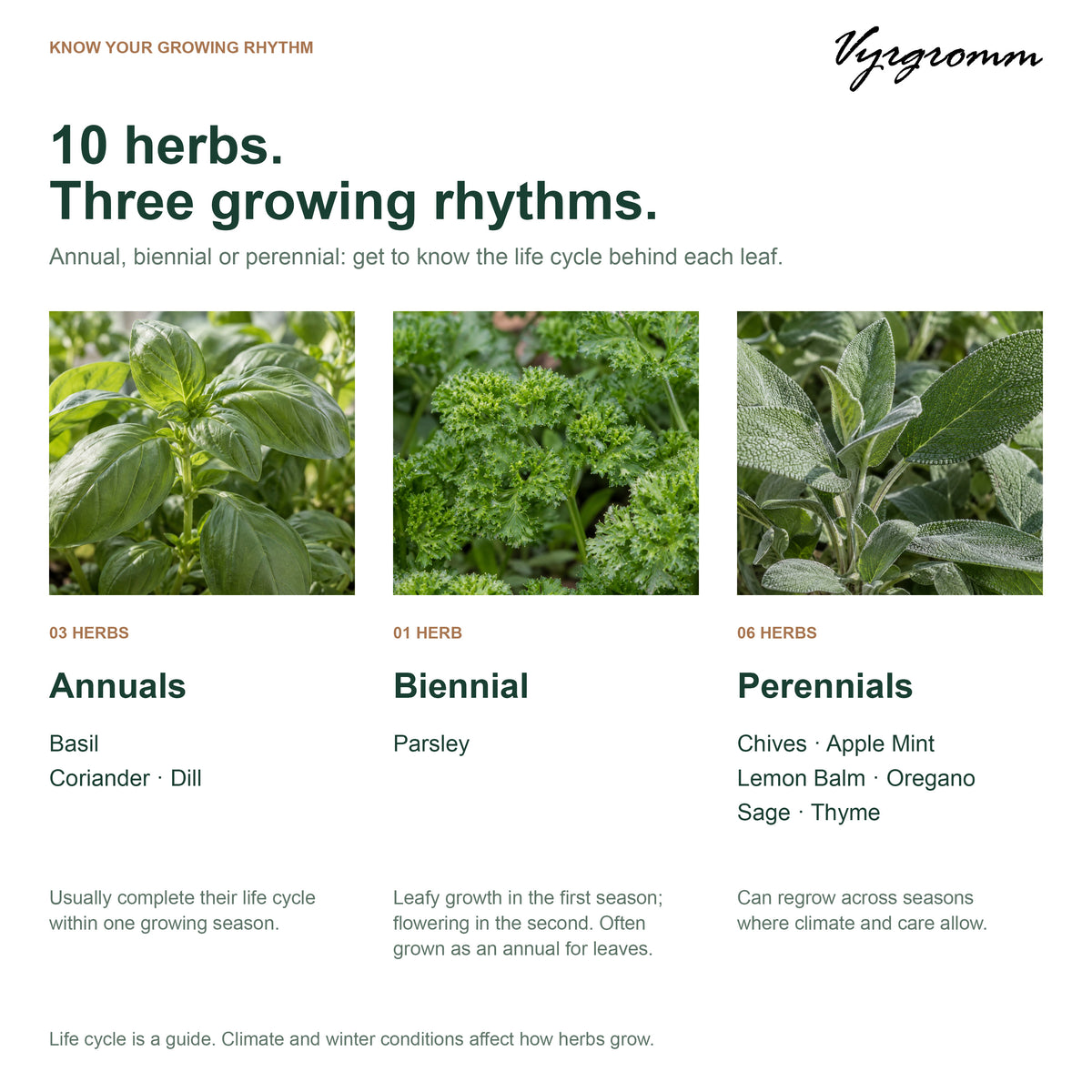 Vyrgromm 10 Culinary Herb Seeds Variety Gift Box — Premium Indoor & Patio Garden Collection