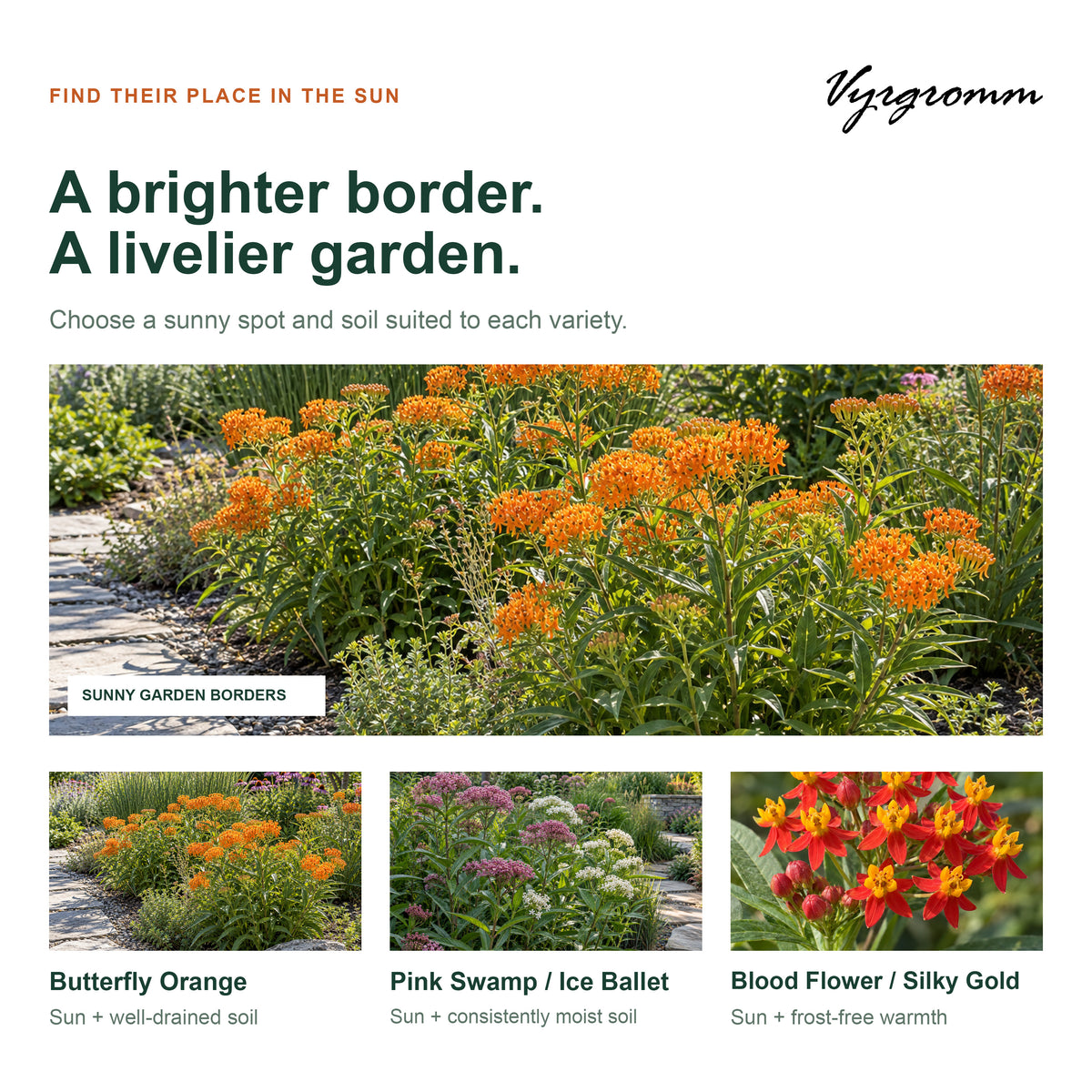 Vyrgromm Milkweed Seeds for Planting Monarch Butterfly Garden — 5 Variety Pack (1,000 Heirloom Seeds)