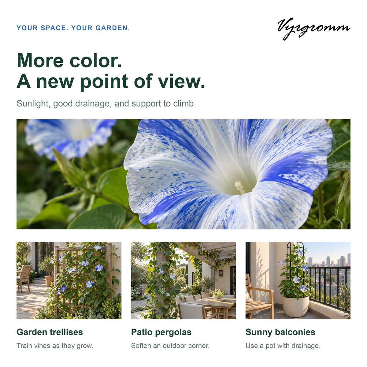 Vyrgromm Blue Striped Morning Glory Climbing Flower Seeds — Japanese Asagao Trellis Vine (2-Pack)
