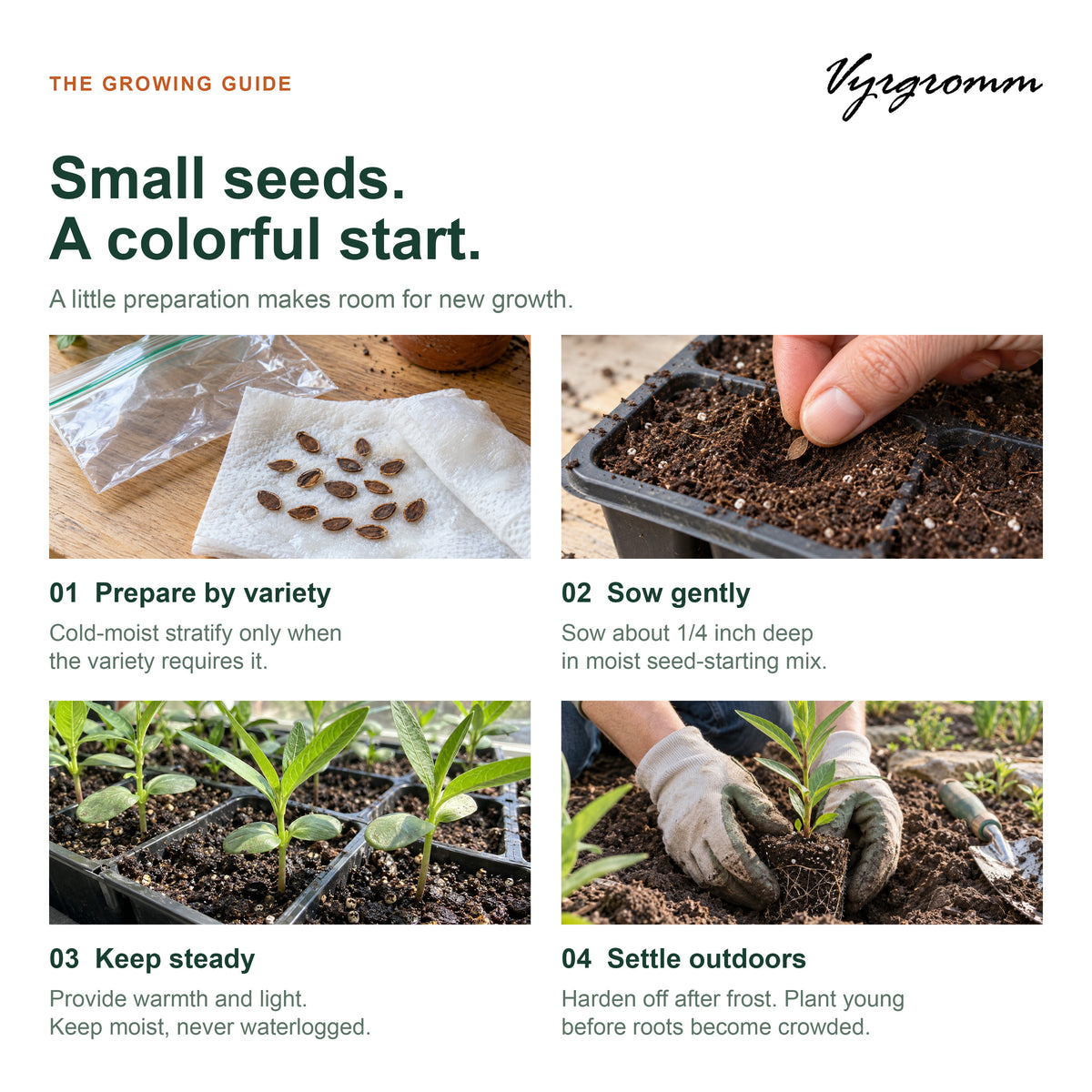 Vyrgromm Milkweed Seeds for Planting Monarch Butterfly Garden — 5 Variety Pack (1,000 Heirloom Seeds)