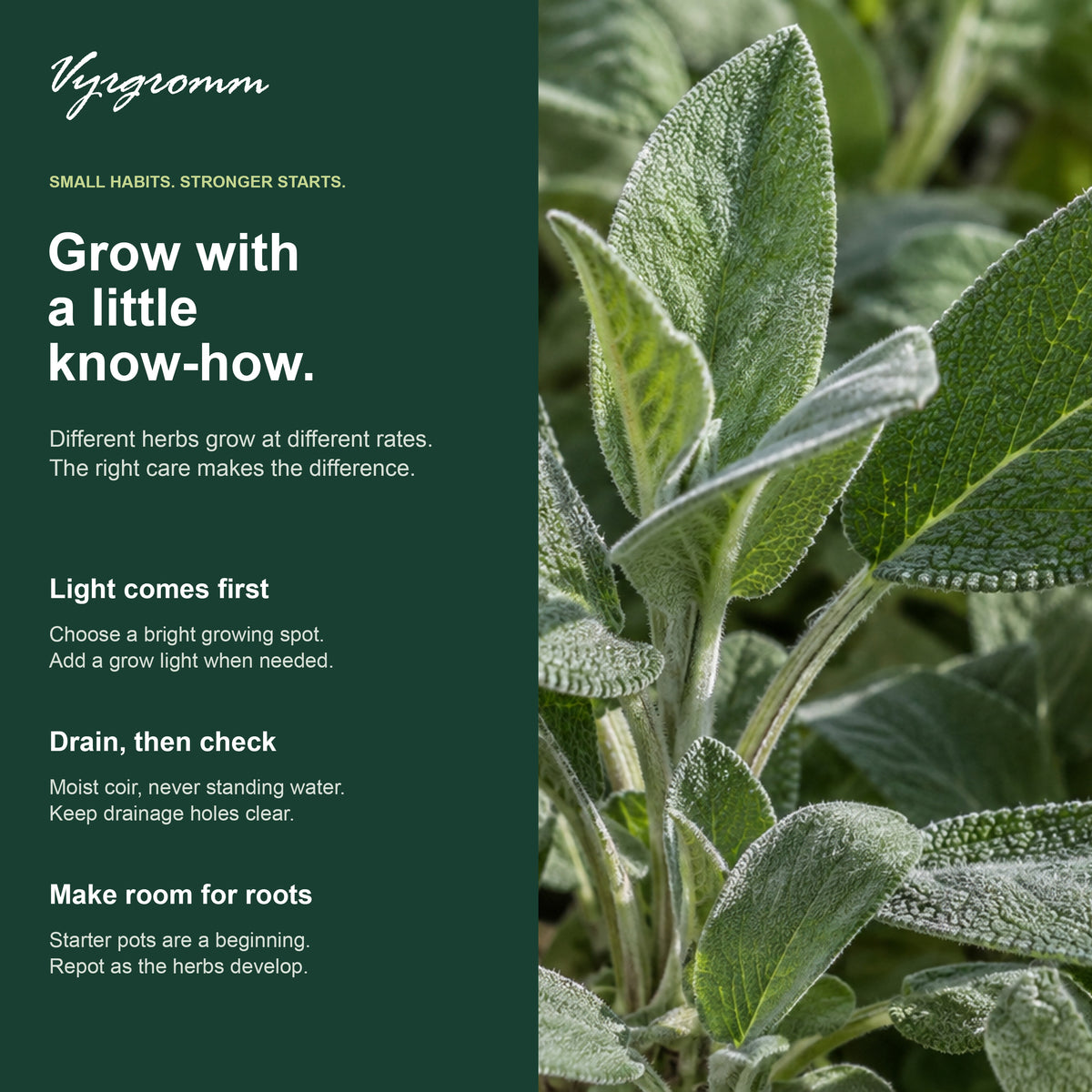 Vyrgromm 10 Culinary Herb Seeds Variety Gift Box — Premium Indoor & Patio Garden Collection