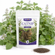 Catnip Seeds – Nepeta cataria | 200 Seeds | Perennial Herb