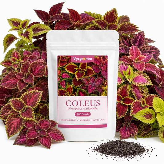 Coleus Seeds – Rainbow Mix | 200 Seeds | Colorful Foliage