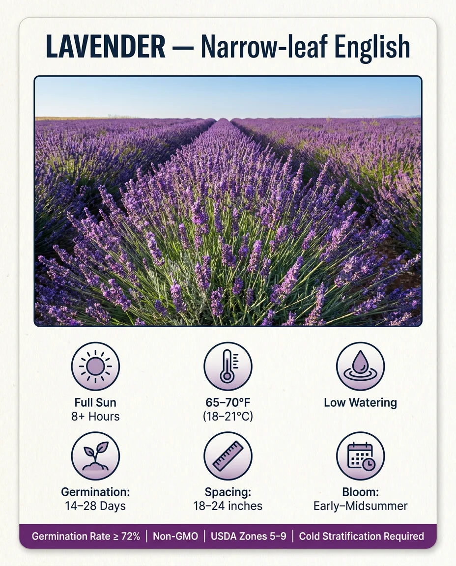 Lavender Growing Requirements Infographic
