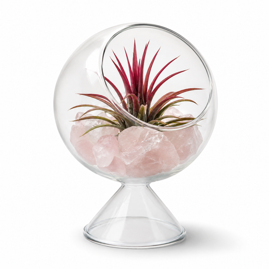 Glass Terrarium Globe with Air Plant & Rose Quartz