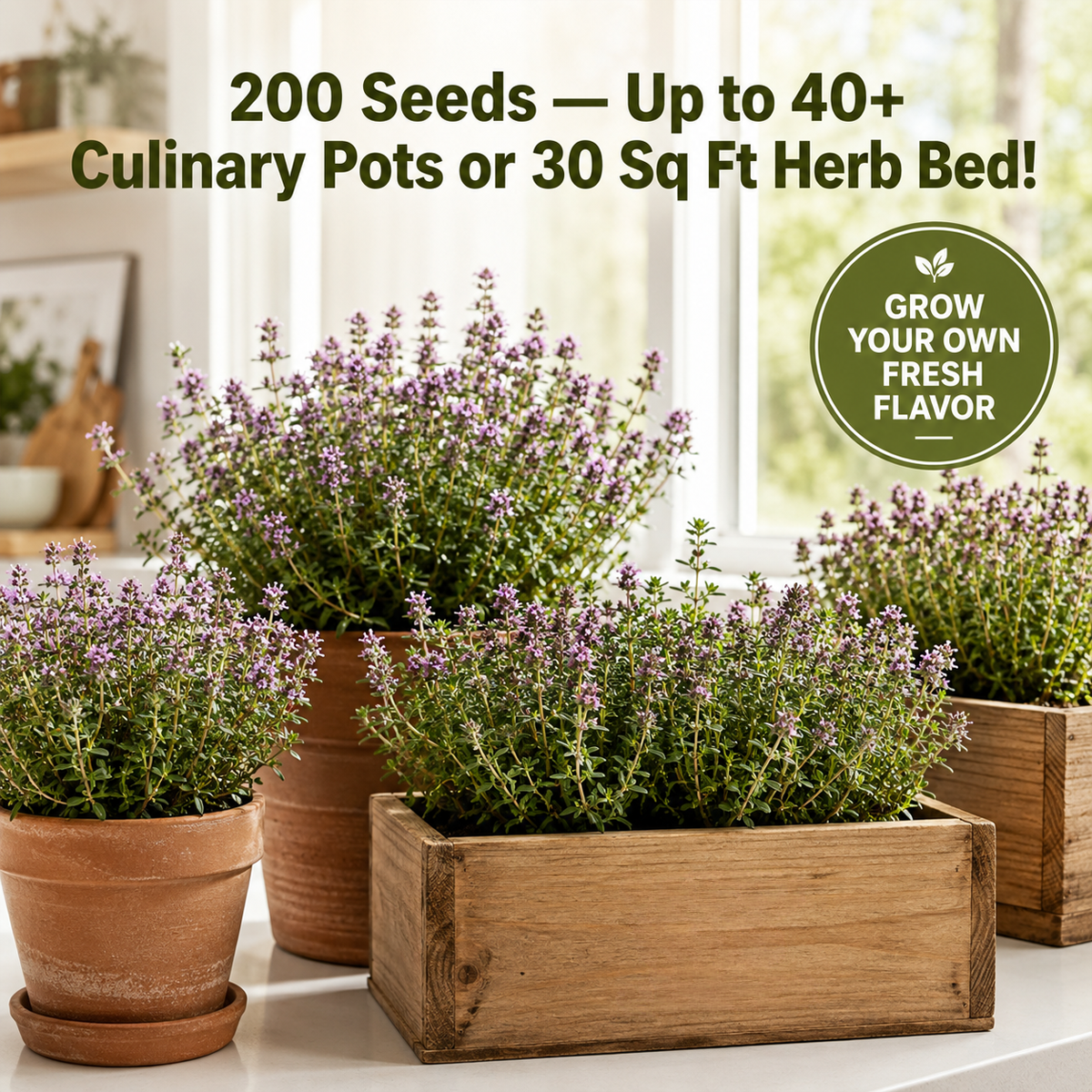 Thyme Seeds – Thymus mongolicus | 200 Seeds | Aromatic Perennial Herb
