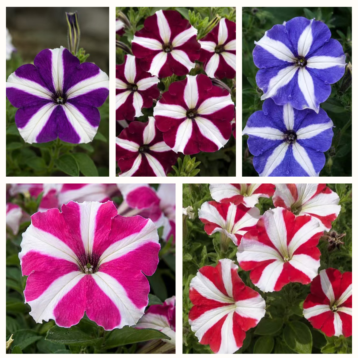 Petunia Seeds – Star Mix | 200 Seeds | Long-Blooming Annual